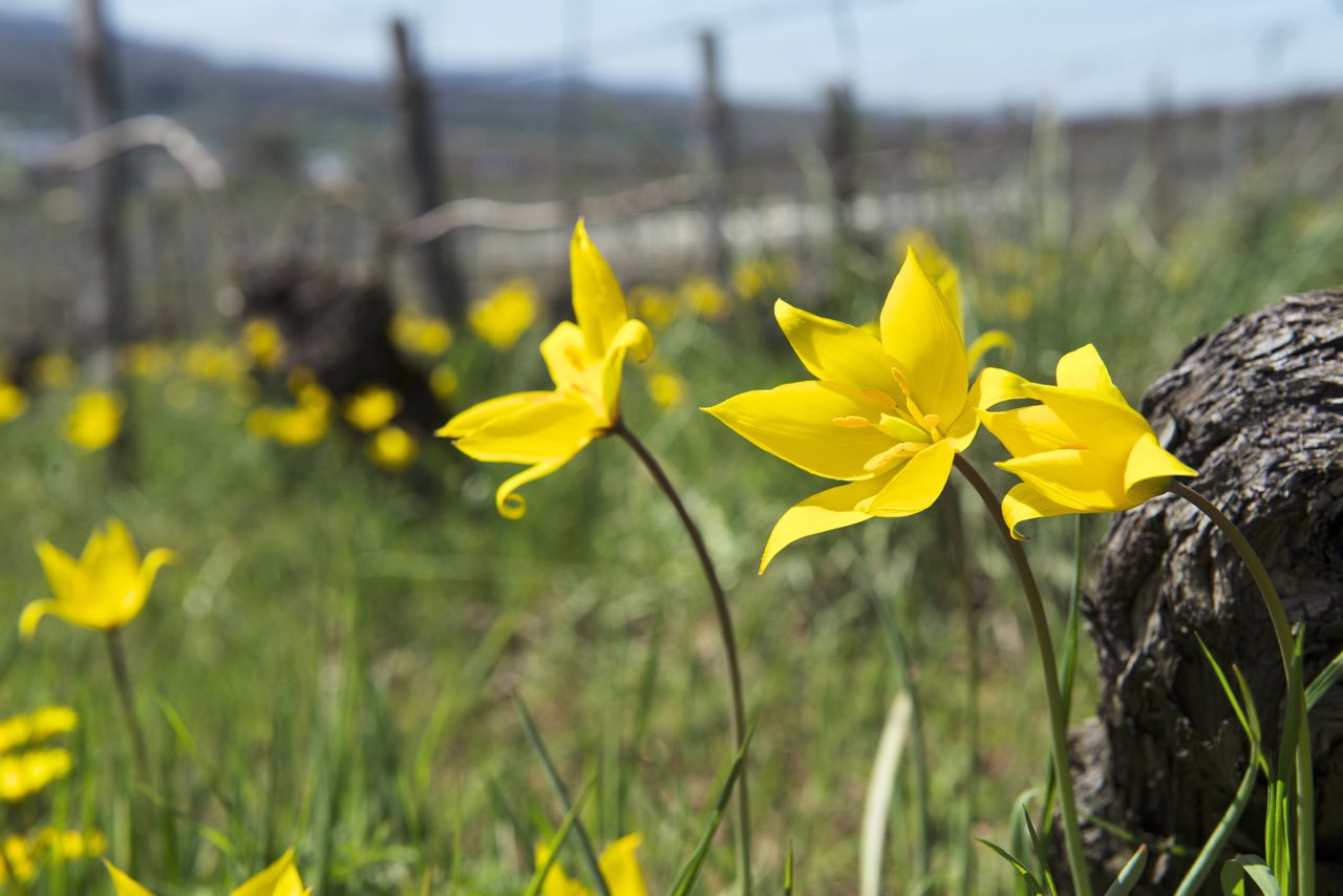 Flore Tulipe de vigne tul_0390